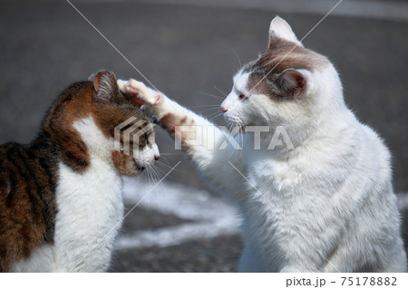 猫なおり　駐車場での出来事（3）　（高知県　室戸市　スカイライン山頂展望台） 75178882