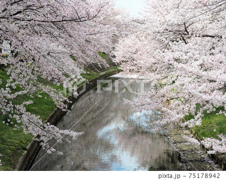 川辺に咲く満開の桜の花（奈良県奈良市佐保川） 75178942