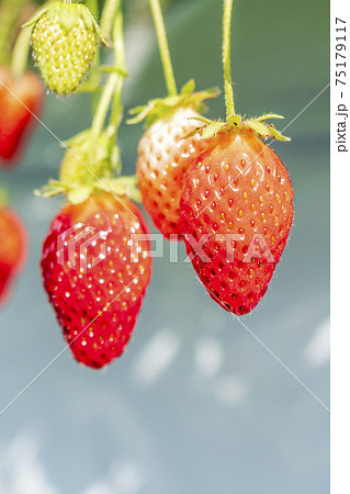 赤く実ったイチゴの果実 ハウスの苺 いちご狩り 宮城県山元町の写真素材