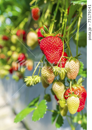 赤く実ったイチゴの果実 ハウスの苺 いちご狩り 宮城県山元町の写真素材