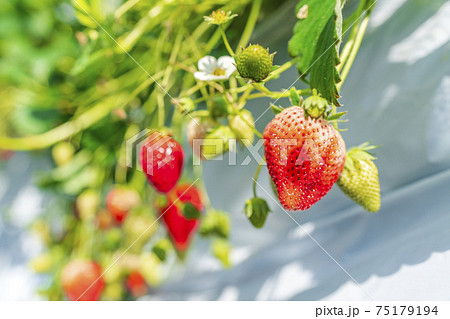 赤く実ったイチゴの果実 ハウスの苺 いちご狩り 宮城県山元町の写真素材
