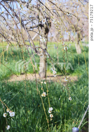 梅の花 枝垂れ梅 梅の花 枝垂れ梅 75179217