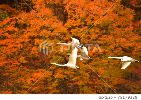 大池の白鳥 大池の白鳥 75179329
