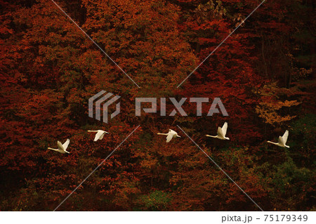 大池の白鳥 大池の白鳥 75179349