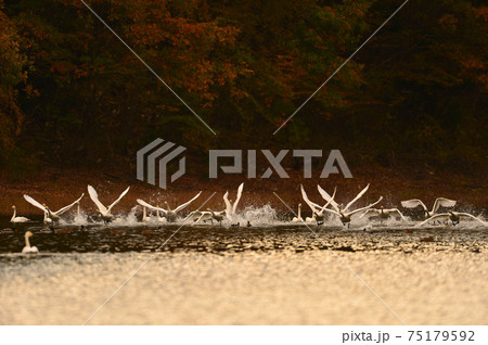 大池の白鳥 大池の白鳥 75179592