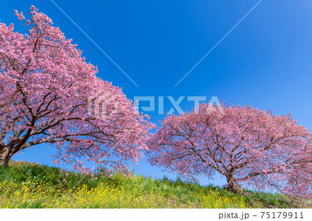 静岡県賀茂郡南伊豆町　青野川沿いの河津桜 75179911