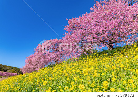 静岡県賀茂郡南伊豆町　青野川沿いの河津桜と菜の花 75179972