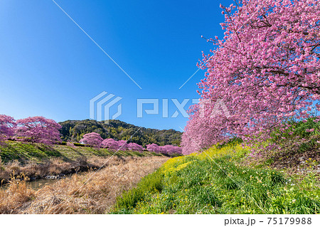 静岡県賀茂郡南伊豆町 青野川沿いの河津桜と菜の花 静岡県賀茂郡南伊豆町 青野川沿いの河津桜と菜の花 75179988