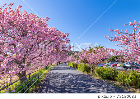 静岡県賀茂郡南伊豆町　青野川沿いの河津桜と菜の花 75180033