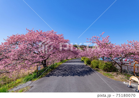 静岡県賀茂郡南伊豆町　青野川沿いの河津桜と菜の花 75180070