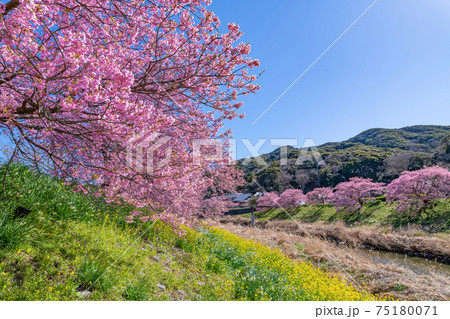 静岡県賀茂郡南伊豆町　青野川沿いの河津桜と菜の花 75180071