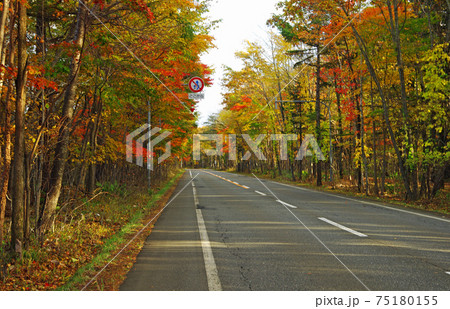 鮮やかな紅葉の樽前国道 鮮やかな紅葉の樽前国道 75180155