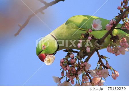 桜の花を食べる野生のワカケホンセイインコのオス 桜の花を食べる野生のワカケホンセイインコのオス 75180279