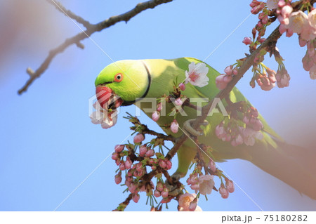 桜の花を食べる野生のワカケホンセイインコのオス 桜の花を食べる野生のワカケホンセイインコのオス 75180282