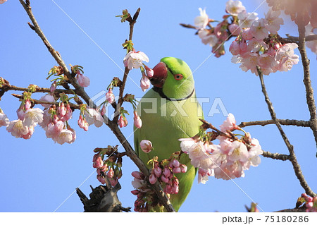 桜の花を食べる野生のワカケホンセイインコのオス　　 75180286