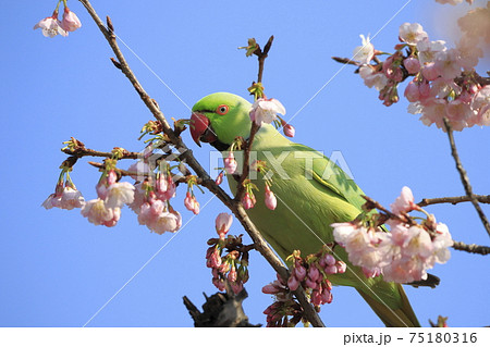 桜の花を食べる野生のワカケホンセイインコのオス　　　 75180316