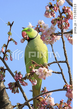 桜の花を食べる野生のワカケホンセイインコのオス　　　　 75180323