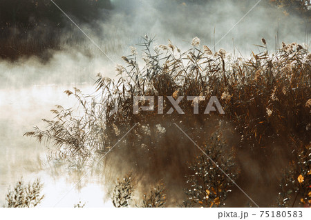 Reed against the sunset. Shallow depth of field Reed against the sunset. Shallow depth of field 75180583