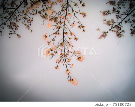桜、雨上がりの午後の日 桜、雨上がりの午後の日 75180728