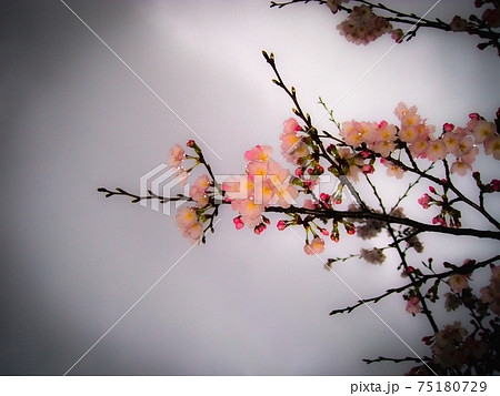 桜、雨上がりの午後の日 75180729
