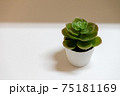 おしゃれな観葉植物 75181169
