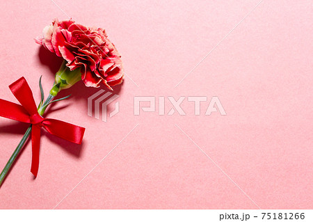 母の日の赤いカーネーション　ピンク背景素材 75181266