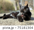 毛繕いする猫　黒猫　cat　動物 75181304