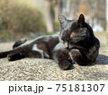 毛繕いする猫　黒猫　cat　動物 75181307