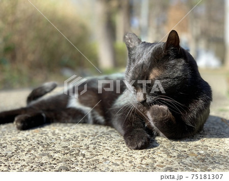 毛繕いする猫 黒猫 cat 動物 毛繕いする猫 黒猫 cat 動物 75181307