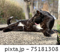 毛繕いする猫　黒猫　cat　動物 75181308