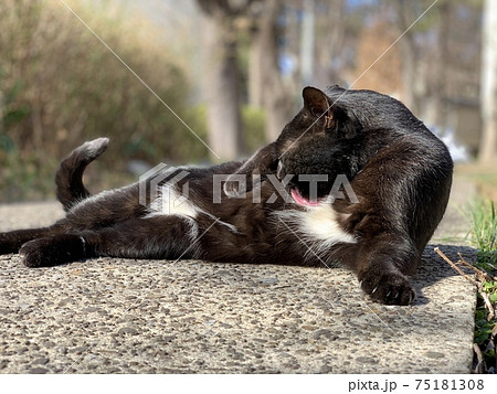 毛繕いする猫 黒猫 cat 動物 毛繕いする猫 黒猫 cat 動物 75181308