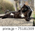 毛繕いする猫　黒猫　cat　動物 75181309