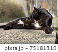 毛繕いする猫　黒猫　cat　動物 75181310
