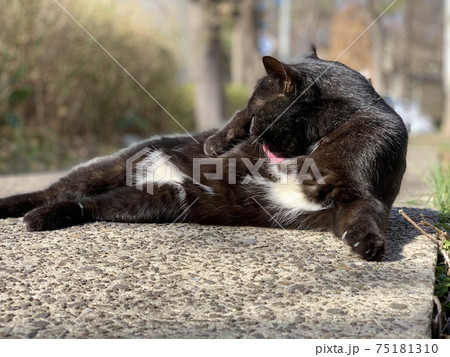 毛繕いする猫　黒猫　cat　動物 75181310