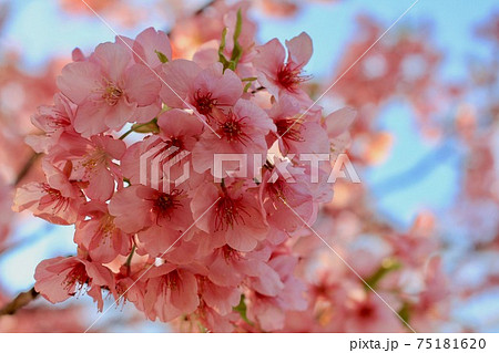 満開の桜 75181620