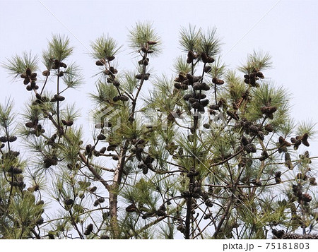 大王松とは – 大王松 鉢植え , ダイオウショウ の育て方・栽培方法 – XZCSVW