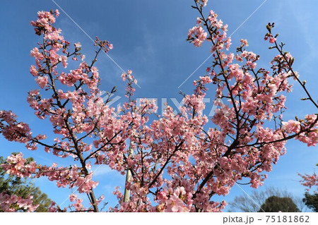 馬見丘陵公園　河津桜とメジロ 75181862