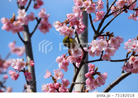馬見丘陵公園 河津桜とメジロ 馬見丘陵公園 河津桜とメジロ 75182018