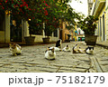 キューバ路上の猫の家族 75182179