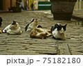 リラックスするキューバの野良猫たち 75182180