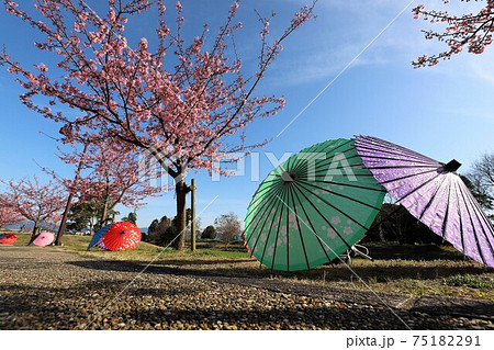 馬見丘陵公園 梅と桜の花回廊 馬見丘陵公園 梅と桜の花回廊 75182291