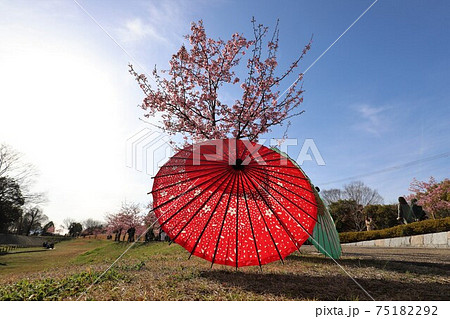 馬見丘陵公園　梅と桜の花回廊 75182292