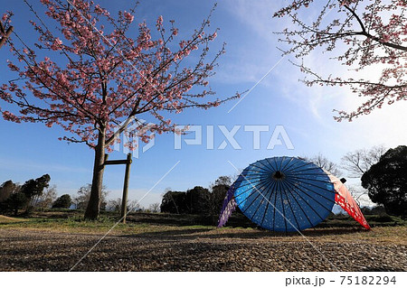 馬見丘陵公園　梅と桜の花回廊 75182294