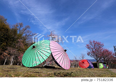 馬見丘陵公園 梅と桜の花回廊 馬見丘陵公園 梅と桜の花回廊 75182336