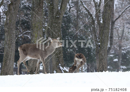 奈良公園 鹿 冬 奈良公園 鹿 冬 75182408