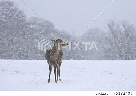 奈良公園 鹿 冬 降雪 奈良公園 鹿 冬 降雪 75182409