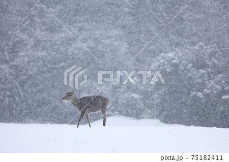 奈良公園　鹿　冬　降雪 75182411