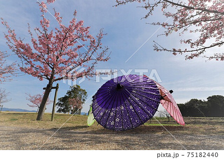 馬見丘陵公園　梅と桜の花回廊 75182440