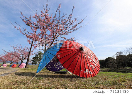 馬見丘陵公園 梅と桜の花回廊 馬見丘陵公園 梅と桜の花回廊 75182450