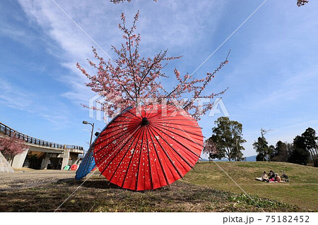 馬見丘陵公園　梅と桜の花回廊 75182452